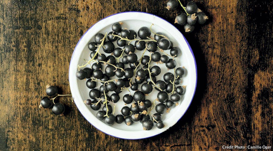 Le cassis : tout savoir sur ce fruit rouge | Régal