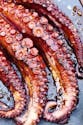 Poulpe, calamar, seiche, encornet : nos recettes gourmandes